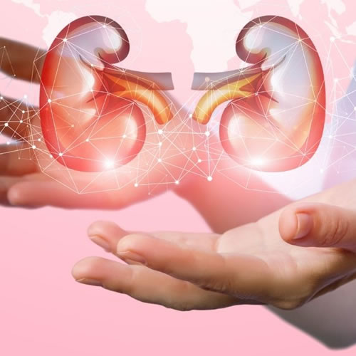 12 de março | Dia Mundial do Rim