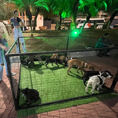 05 cãezinhos foram adotados na Feira Junina de adoção Animal